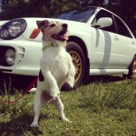 Lap Dog a.k.a. Turbo - http://instagram.com/beautysgotmuscle